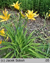 Hemerocallis fulva var. angustifolia (liliowiec rdzawy odm. wąskolistna)