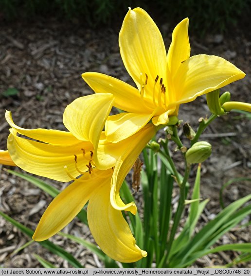 Hemerocallis exaltata (liliowiec wyniosły)