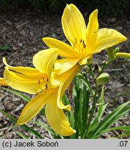 Hemerocallis exaltata (liliowiec wyniosły)