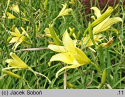 Hemerocallis altissima (liliowiec wysoki)