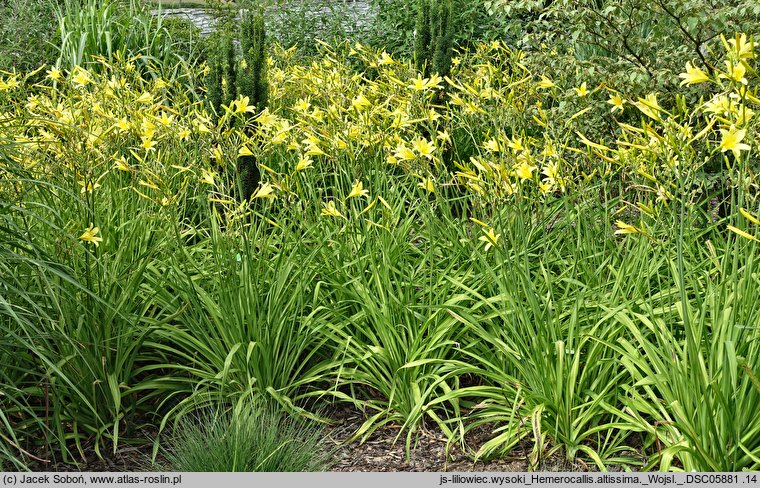 Hemerocallis altissima (liliowiec wysoki)