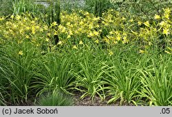 Hemerocallis altissima (liliowiec wysoki)