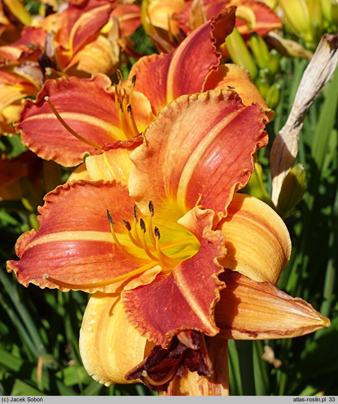 Hemerocallis ×hybrida Absyda