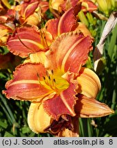 Hemerocallis ×hybrida Absyda
