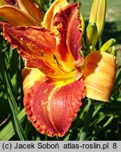 Hemerocallis ×hybrida Absyda