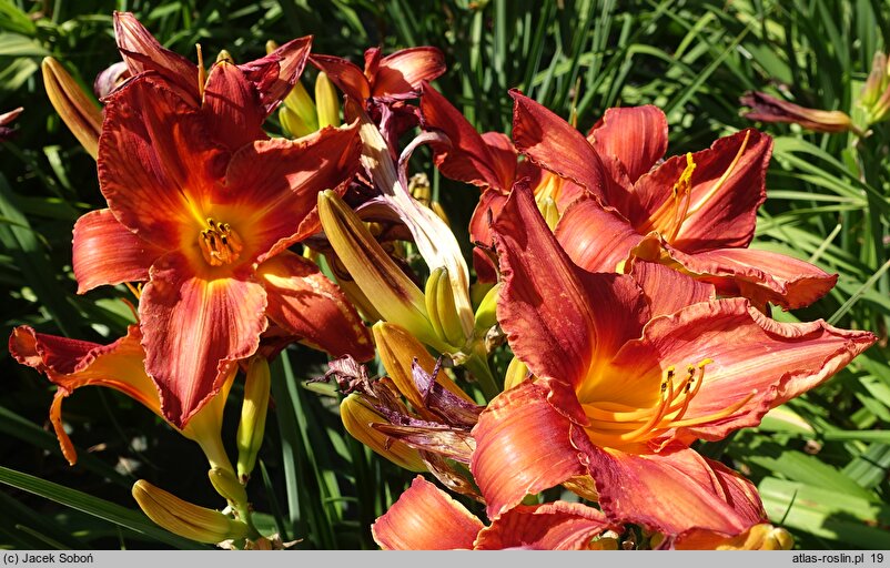 Hemerocallis ×hybrida Ajer