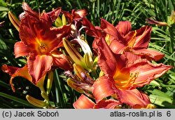Hemerocallis ×hybrida Ajer