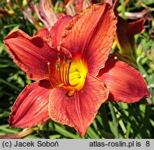 Hemerocallis ×hybrida Ajer