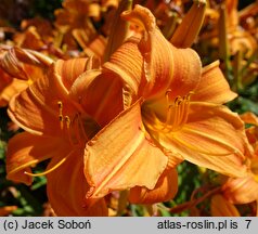 Hemerocallis ×hybrida Amber Ballerina