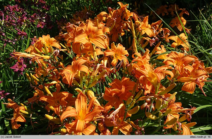 Hemerocallis ×hybrida Amber Ballerina