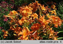 Hemerocallis ×hybrida Amber Ballerina