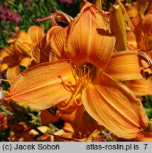 Hemerocallis ×hybrida Amber Ballerina