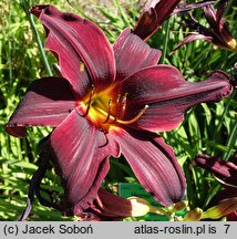 Hemerocallis ×hybrida American Revolution
