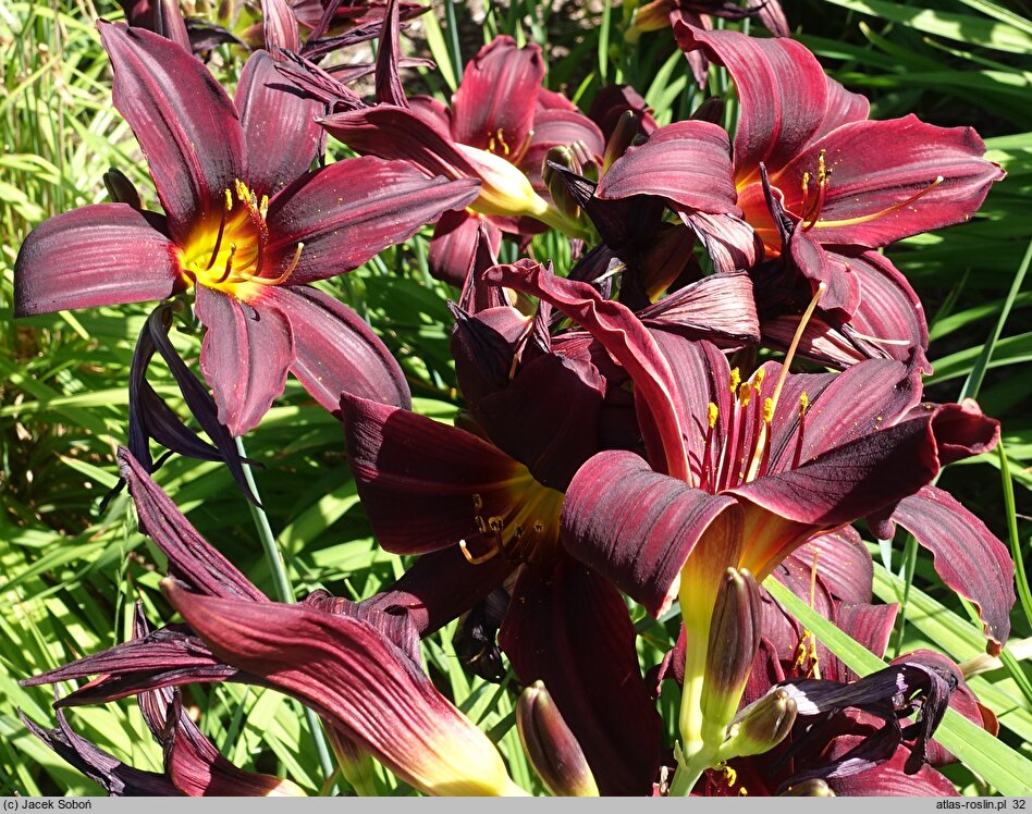 Hemerocallis ×hybrida American Revolution