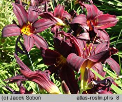 Hemerocallis ×hybrida American Revolution