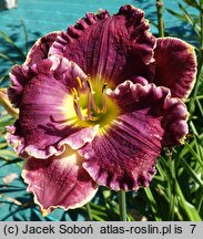Hemerocallis ×hybrida Blue Racer