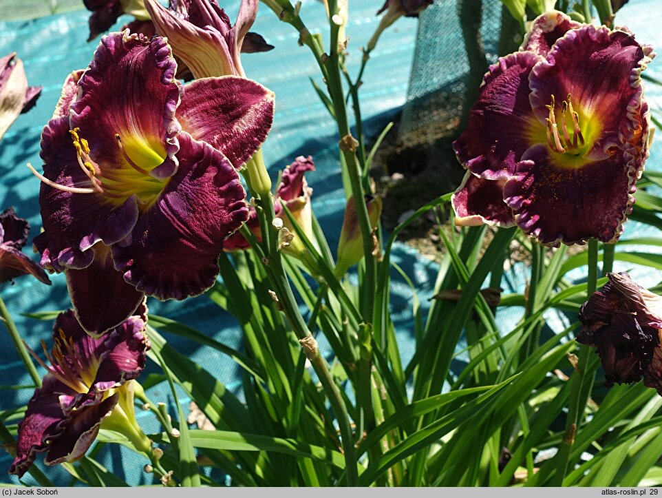 Hemerocallis ×hybrida Blue Racer