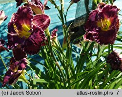 Hemerocallis ×hybrida Blue Racer
