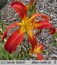 Hemerocallis ×hybrida Boitzer Feuerwerk