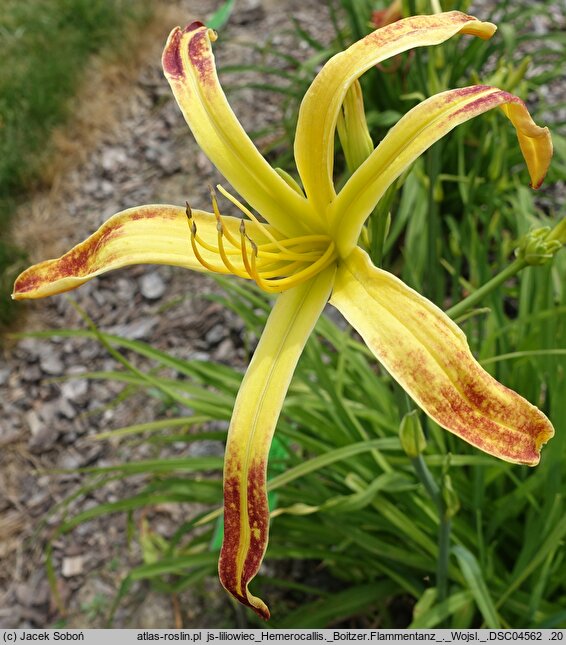 Hemerocallis ×hybrida Boitzer Flammentanz