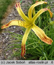 Hemerocallis ×hybrida Boitzer Flammentanz