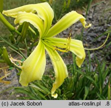 Hemerocallis ×hybrida Boitzer Green Spaghetti