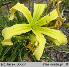 Hemerocallis ×hybrida Boitzer Green Spaghetti