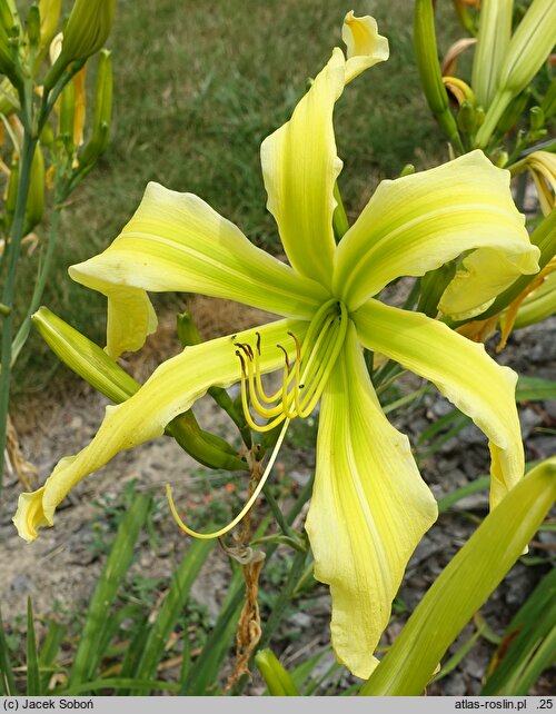 Hemerocallis ×hybrida Boitzer Green Spaghetti