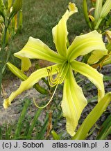 Hemerocallis ×hybrida Boitzer Green Spaghetti