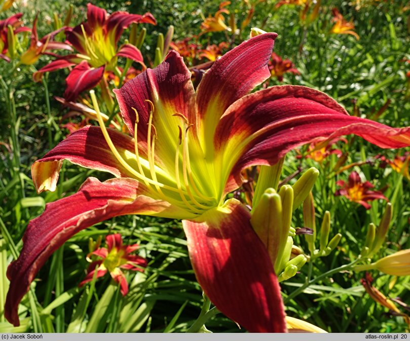 Hemerocallis ×hybrida Fly Catcher