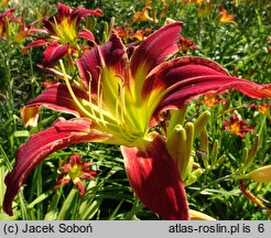 Hemerocallis ×hybrida Fly Catcher
