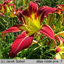 Hemerocallis ×hybrida Fly Catcher