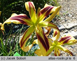 Hemerocallis ×hybrida Free Wheelin