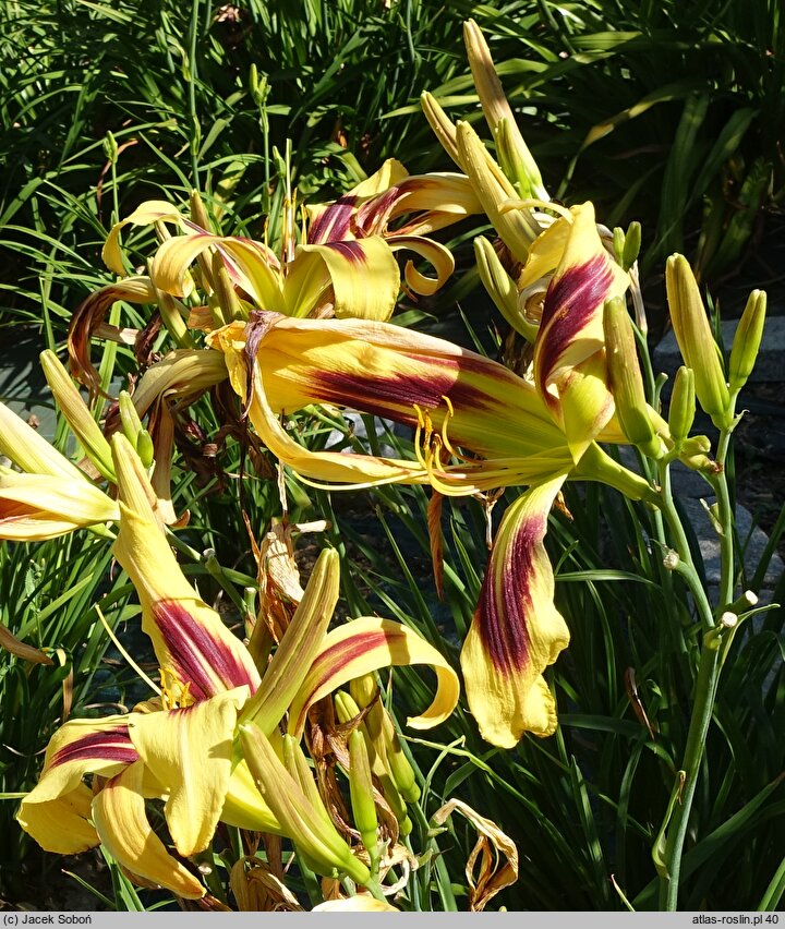 Hemerocallis ×hybrida Free Wheelin