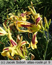 Hemerocallis ×hybrida Free Wheelin