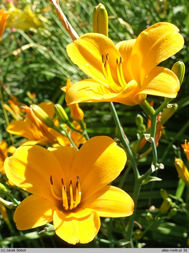 Hemerocallis ×hybrida From China with Love