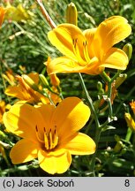 Hemerocallis ×hybrida From China with Love