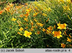 Hemerocallis ×hybrida From China with Love