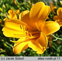 Hemerocallis ×hybrida From China with Love