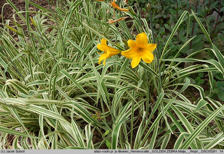 Hemerocallis ×hybrida Golden Zebra