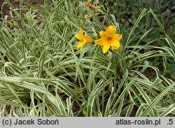 Hemerocallis ×hybrida Golden Zebra