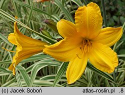 Hemerocallis ×hybrida Golden Zebra