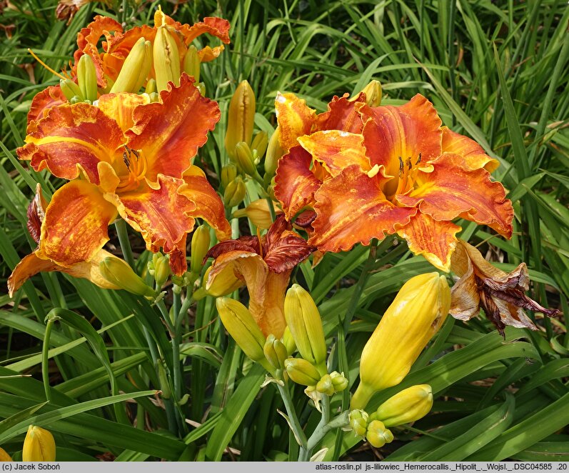 Hemerocallis ×hybrida Hipolit