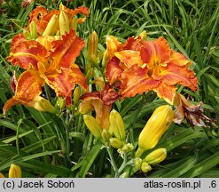 Hemerocallis ×hybrida Hipolit