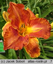 Hemerocallis ×hybrida Hipolit