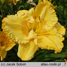 Hemerocallis ×hybrida Iga