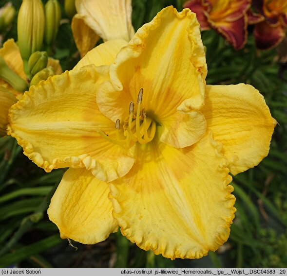 Hemerocallis ×hybrida Iga