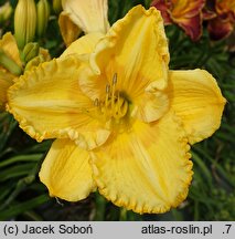 Hemerocallis ×hybrida Iga