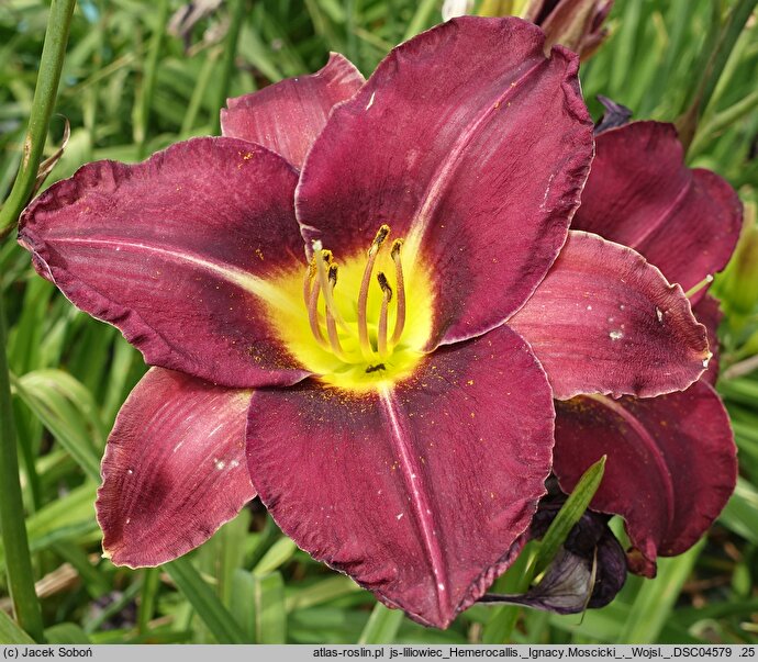 Hemerocallis ×hybrida Ignacy Mościcki