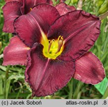 Hemerocallis ×hybrida Ignacy Mościcki